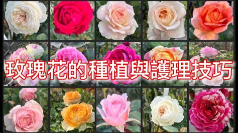 如何種玫瑰花|玫瑰花種植大全。剪枝，修枝，插枝，水培和 ...